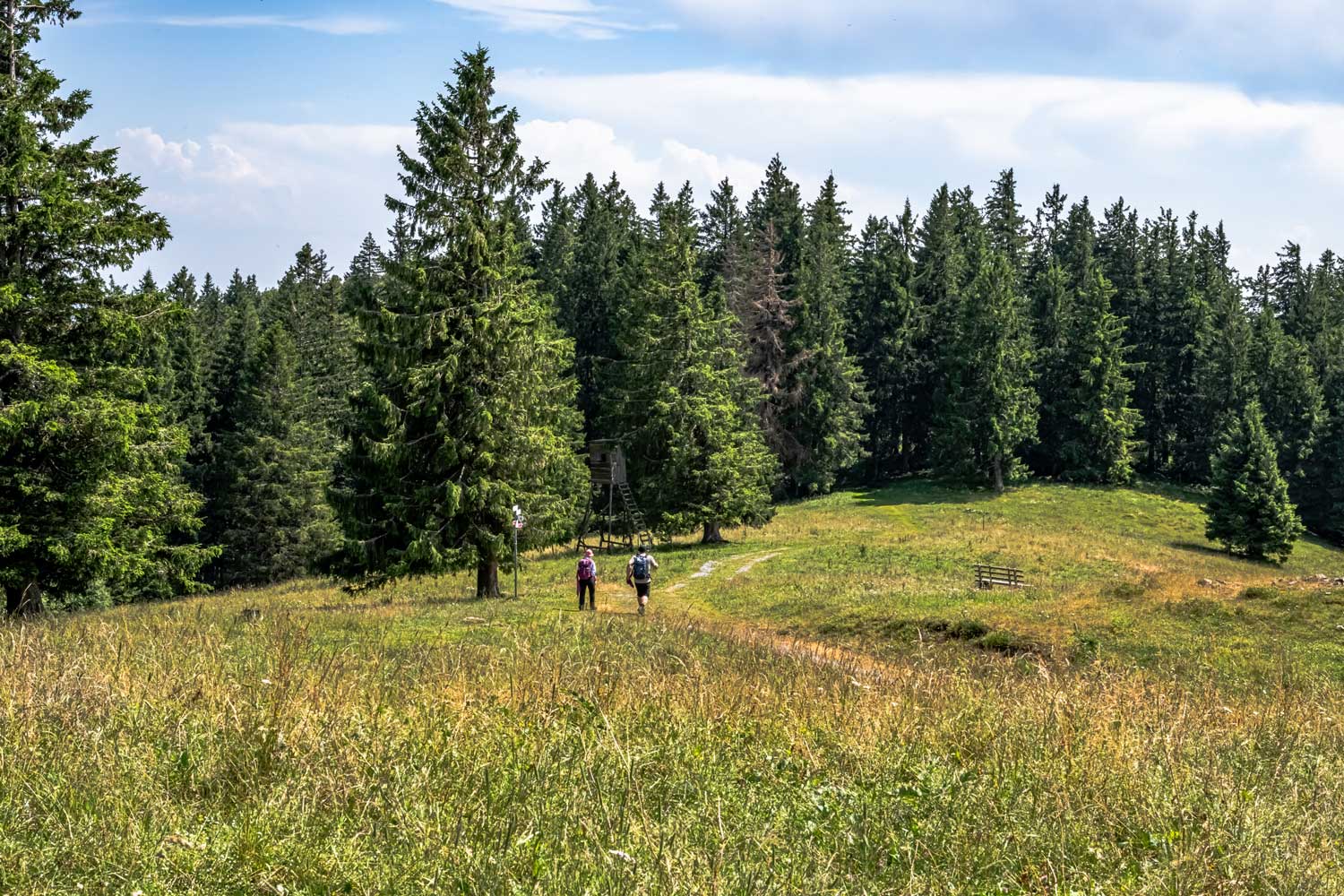Zwei Wandernde gehen über eine Wiese auf einen Wald zu 